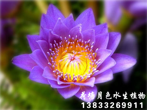 奧毛斯特