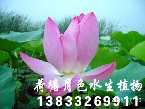 古蓮花