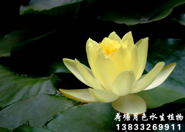 墨西哥黃91看片污下载