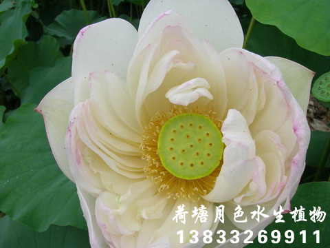 向陽葵花