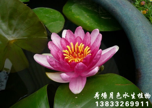 天紅91看片污下载