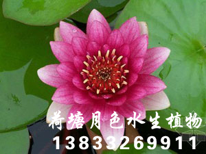 瑪珊姑娘