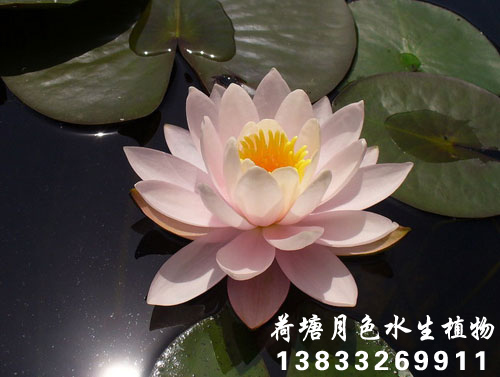 柔毛齒葉91看片污下载