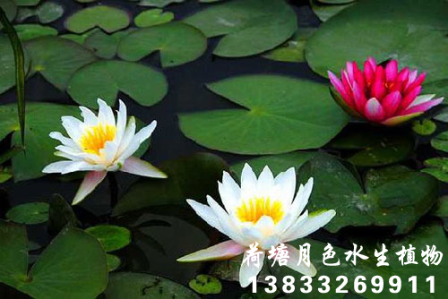 91看片污下载
