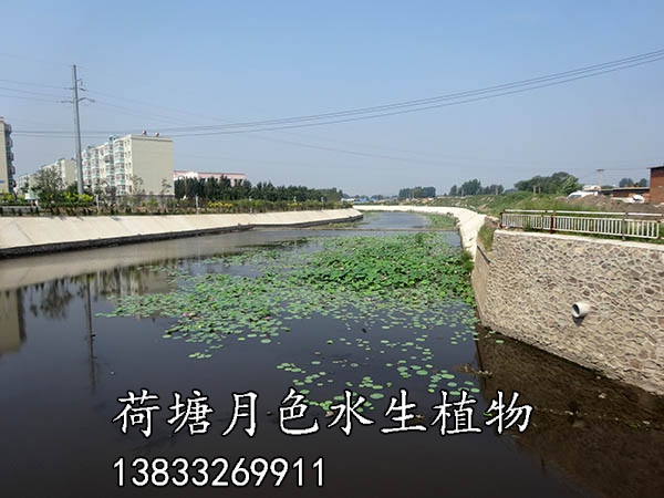 北票黃杖子河工程施工中