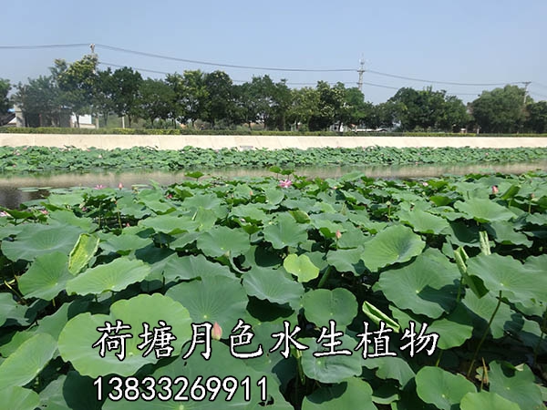 北票黃杖子河工程施工後1