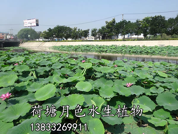 北票黃杖子河工程施工後2