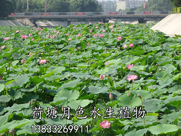 北票黃杖子河工程施工後4