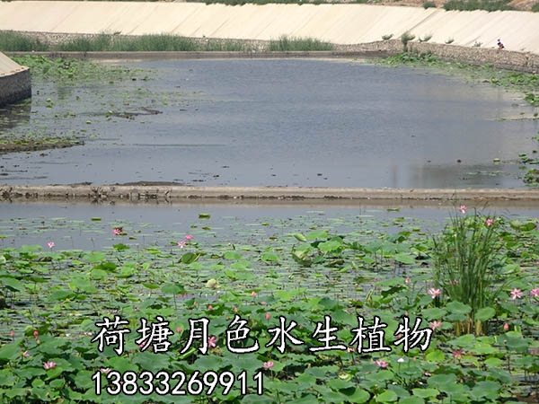 北票黃杖子河工程施工中