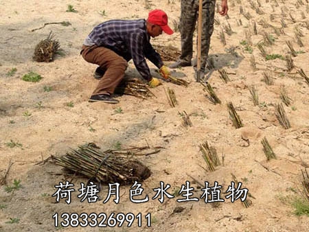 河南三和濕地施工圖