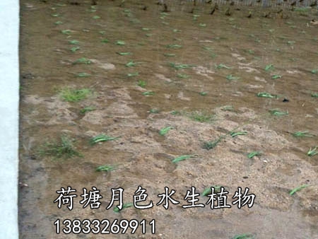 河南三和濕地施工圖