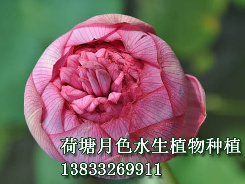 　　花蕾長桃型，玫瑰紅色。花粉紅色，花徑20--23			

cm，著花較密。花邊開邊落，單朵花期達十天以上。			

　　千瓣型。雌蕊全部瓣化。該品種為傳統品種，常			

出現雙花心、三花心、四花心等花態。			
