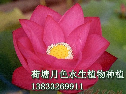 碧血丹心
荷花種植|91看片下载链接|荷花種子|91看片免费版在线观看苗|91看片污下载苗|浮島||荷花種藕_91看片免费下载水生植物種植基地