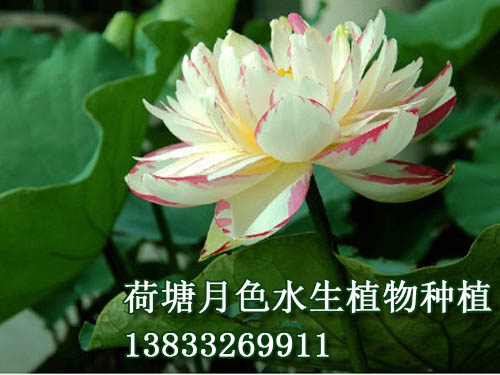 大灑錦