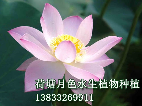 紅領巾