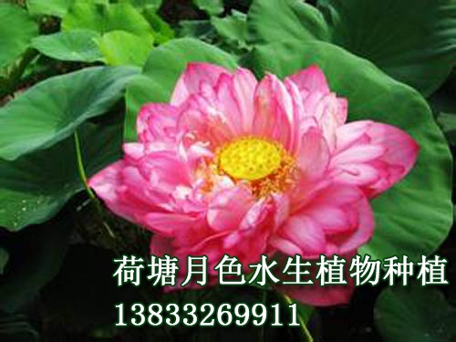 紅天嬌