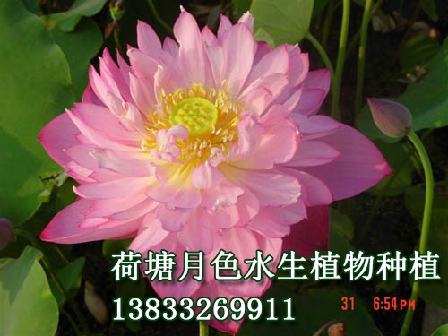 披針粉