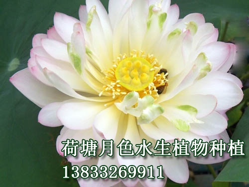 西廂待月