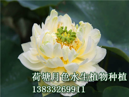 嵊縣碧蓮