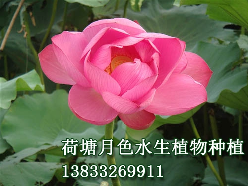 愛蓮紅