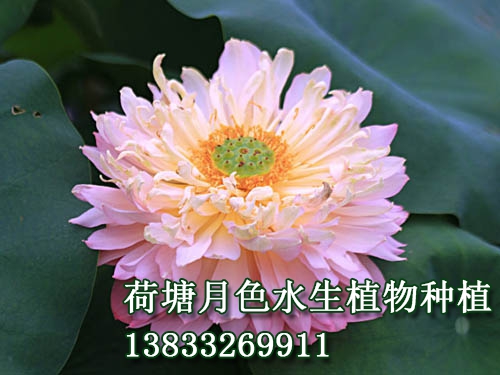粉領