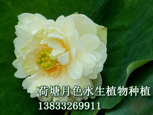 金太陽