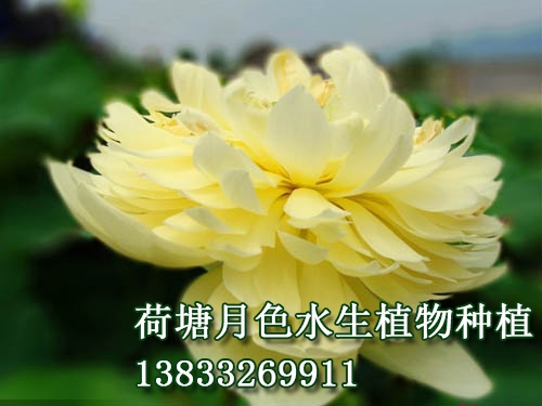 黃帥