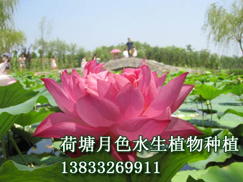 普者黑紅荷