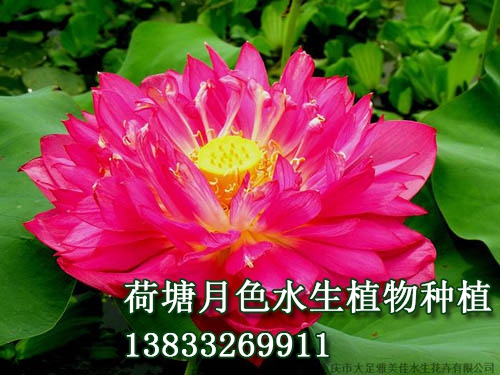 紅太陽
