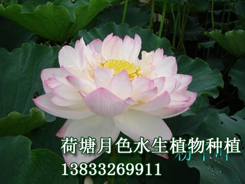 粉千葉