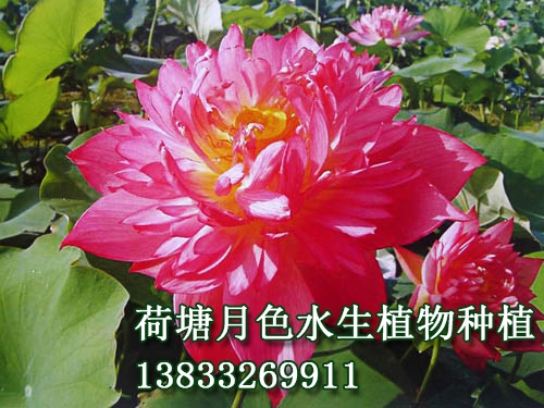 紅獅子