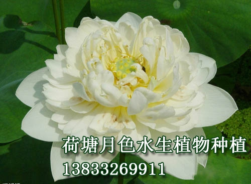 大碧蓮