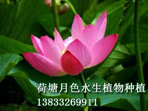 中國古代蓮