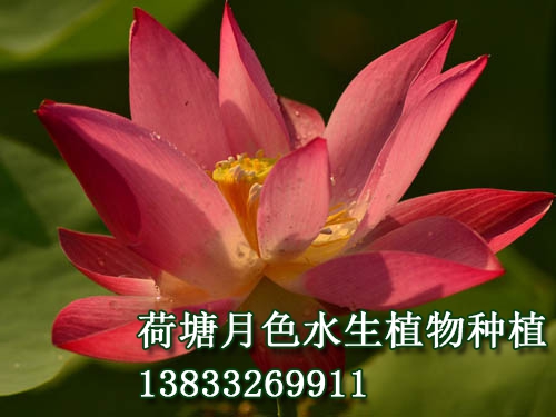 沂蒙紅蓮