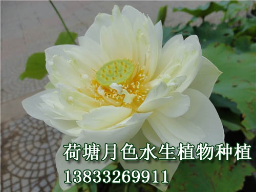 秋水長天