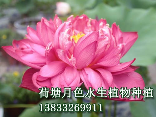 玉秀蓮