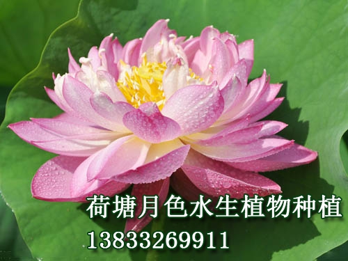 紫光閣