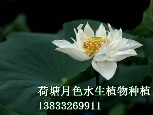 白芍藥