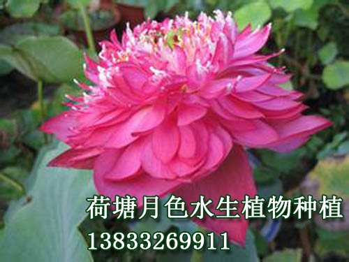 紅舞裙