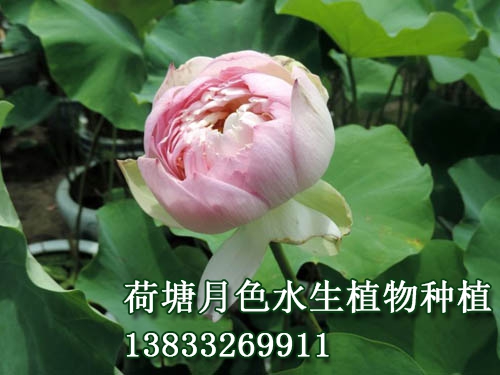 大 錦