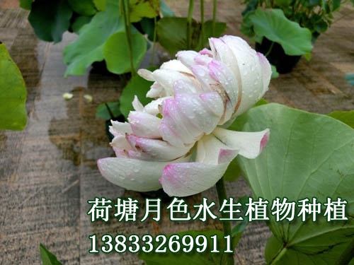 斯洛庫姆夫人