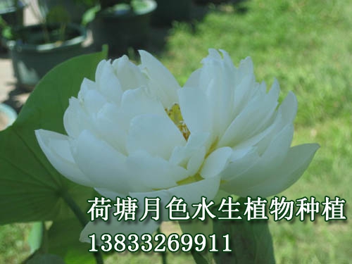 蝶戀花