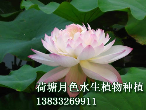 高風亮節