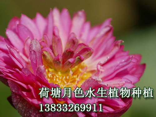 紅樓夢