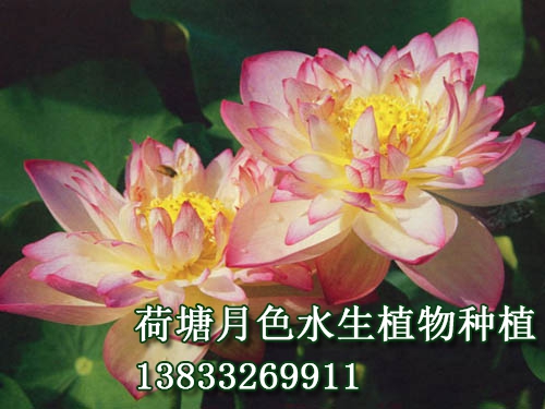 緋雲千葉